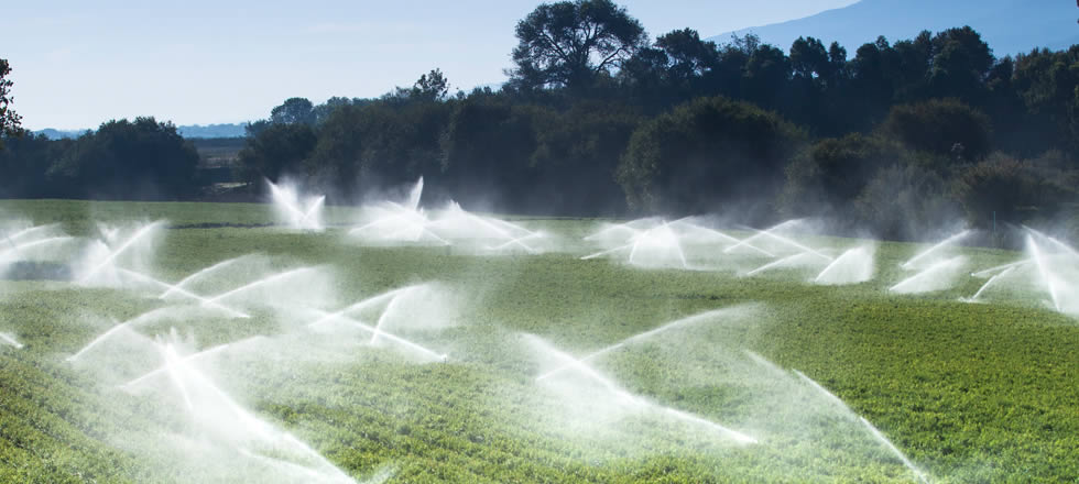 Water sprinklers on green land
