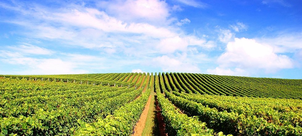 Winery production